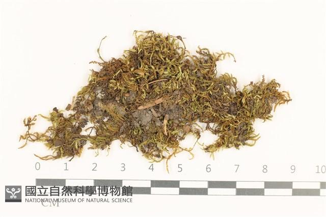 登錄號:B00006799藏品圖，第1張