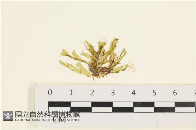 刺叉網地藻藏品圖，第1張