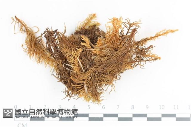 登錄號:B00018649藏品圖，第1張