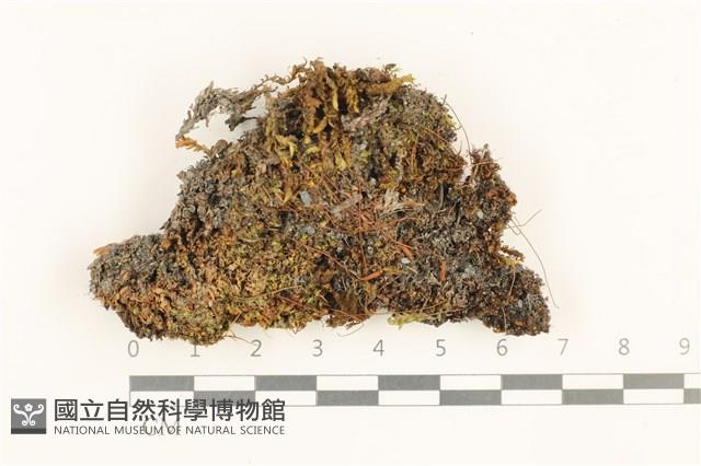 細葉真蘚藏品圖，第1張