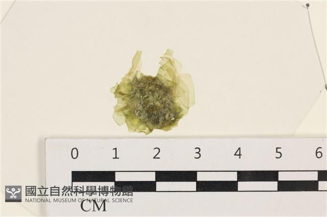 茶花石蓴, 牡丹菜藏品圖，第1張