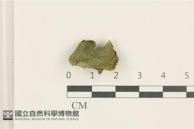 蛇苔藏品圖，第1張