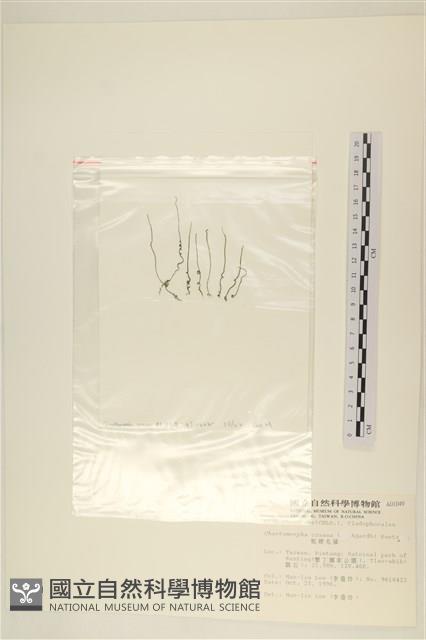 粗硬毛藻, 綠苔藏品圖，第3張