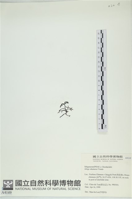 石牙藻, 石牙菜, 鐵釘菜藏品圖，第3張