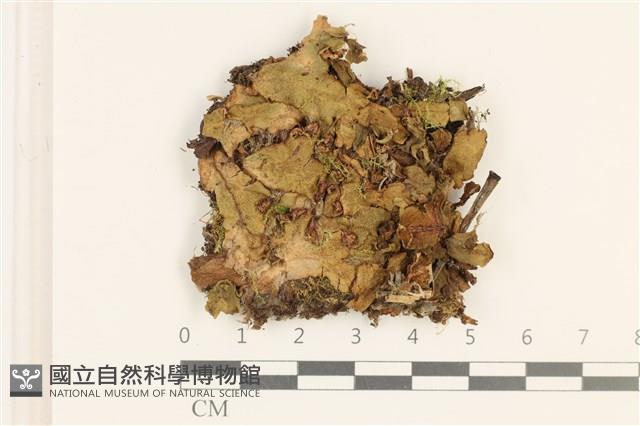 短托柄花萼苔藏品圖，第1張