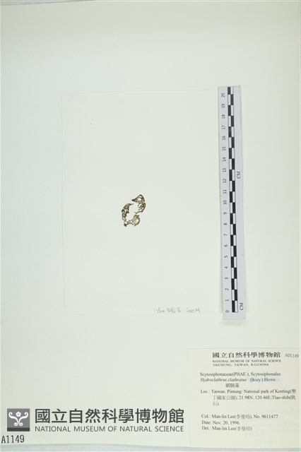 網胰藻藏品圖，第3張