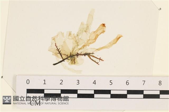 石髮藏品圖，第1張