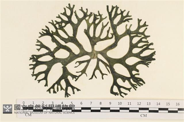 登錄號:A00006549藏品圖，第1張
