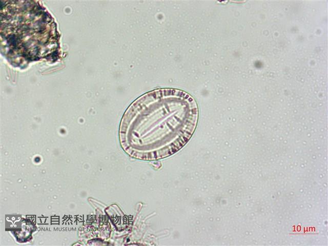 登錄號:A00004549藏品圖，第4張