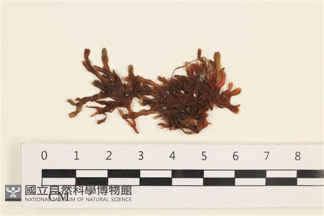 館號:A00002449藏品圖，第1張