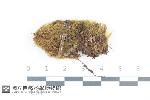 叢葉青毛蘚藏品圖，第1張
