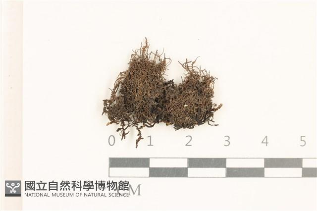 角齒蘚藏品圖，第1張