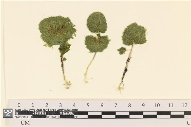 登錄號:A00001449藏品圖，第1張