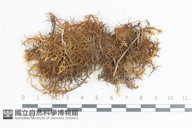 山羽蘚藏品圖，第1張