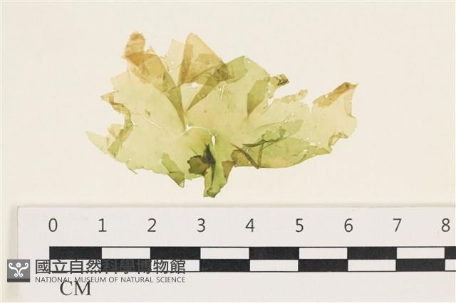 茶花石蓴, 牡丹菜藏品圖，第1張