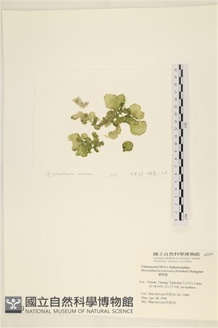 網球藻藏品圖，第3張