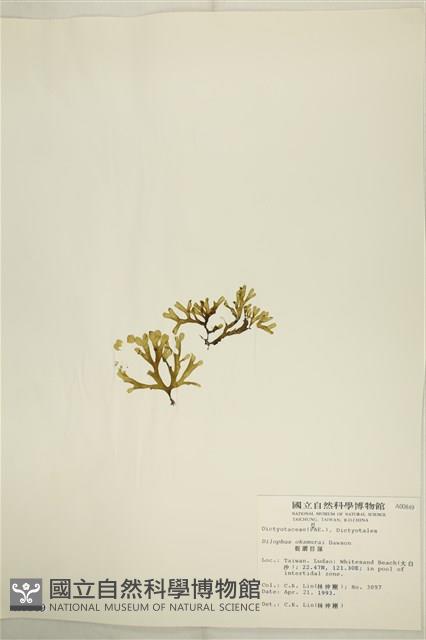 厚緣藻藏品圖，第3張