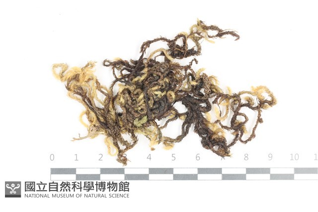 毛扭蘚藏品圖，第1張