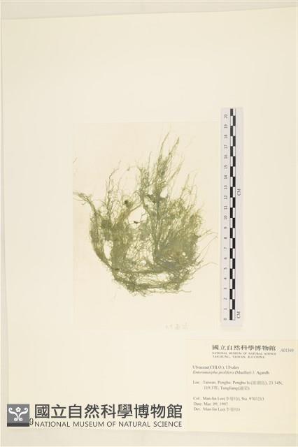 筋條石髮藏品圖，第1張