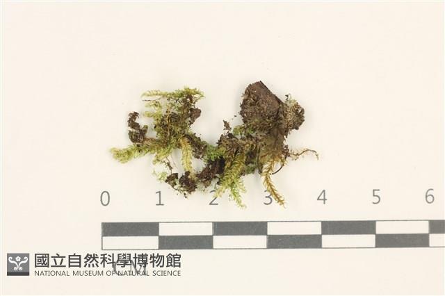 扁灰蘚藏品圖，第1張