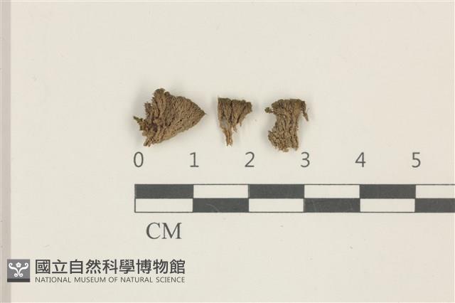 扭葉叢本蘚藏品圖，第1張