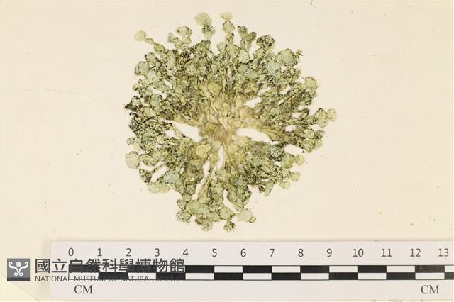 盤狀仙掌藻藏品圖，第1張