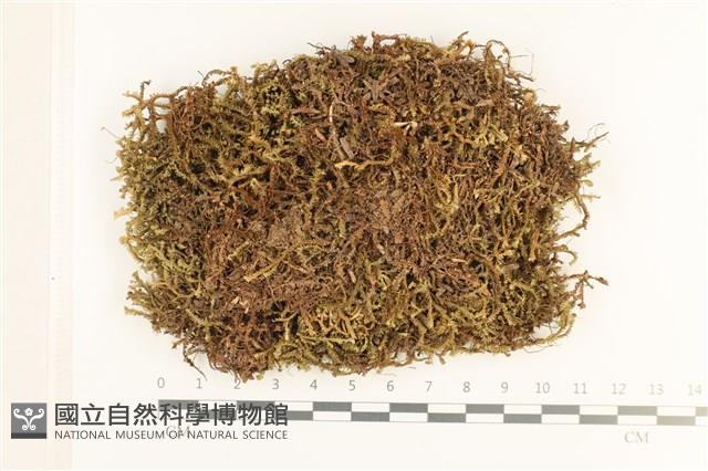 三齒鞭苔藏品圖，第1張