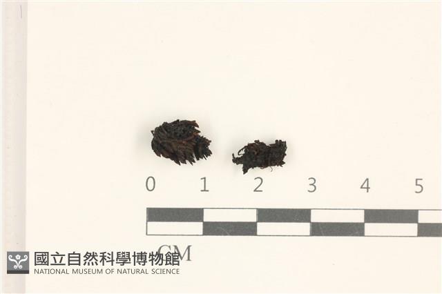 登錄號:B00008669藏品圖，第1張