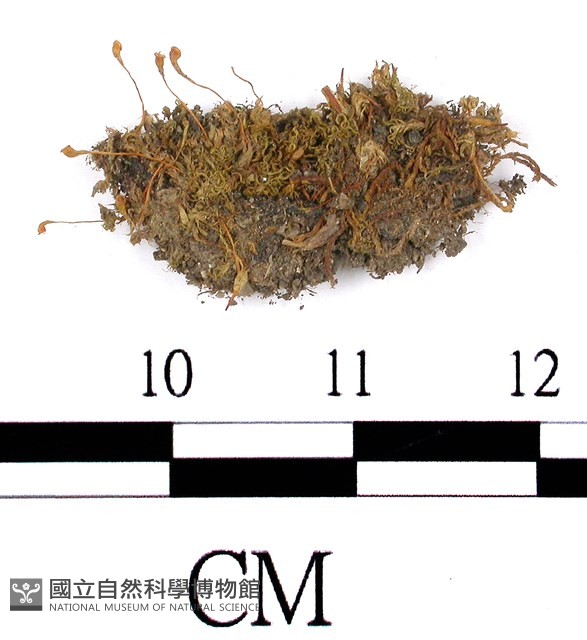 齒葉葫蘆蘚藏品圖，第1張