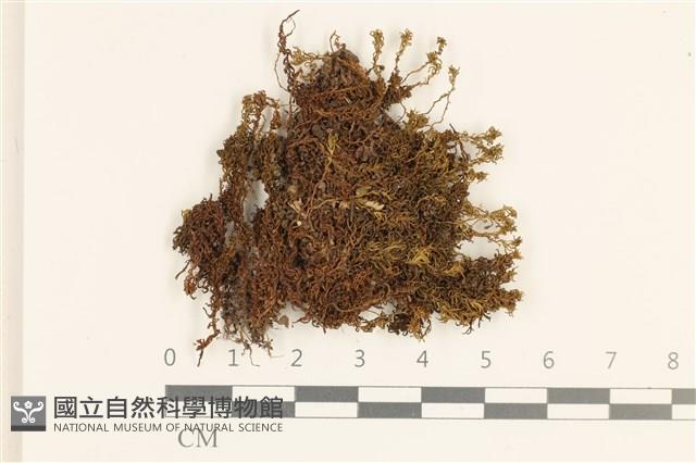 卷葉仙鶴蘚藏品圖，第1張
