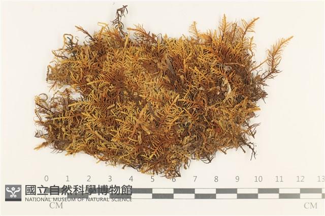 蟲毛蘚藏品圖，第1張