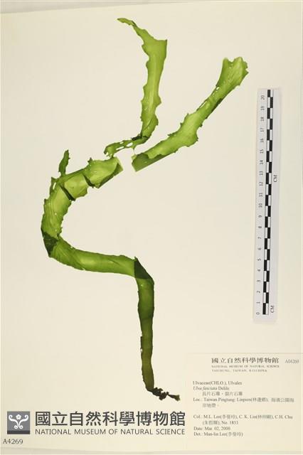 長片石蓴, 裂片石蓴藏品圖，第1張