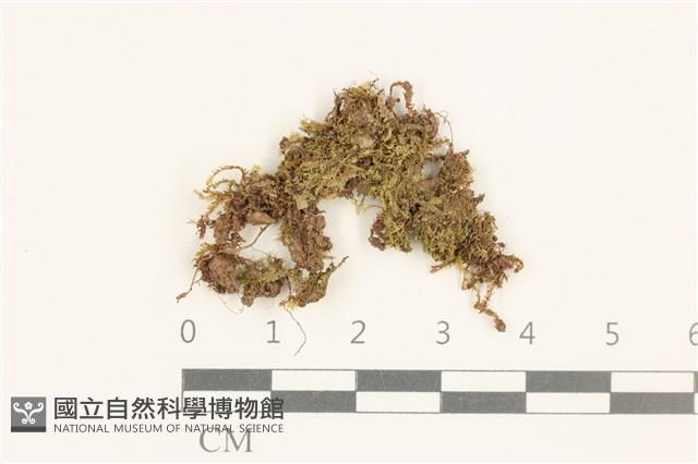 護蒴苔藏品圖，第1張