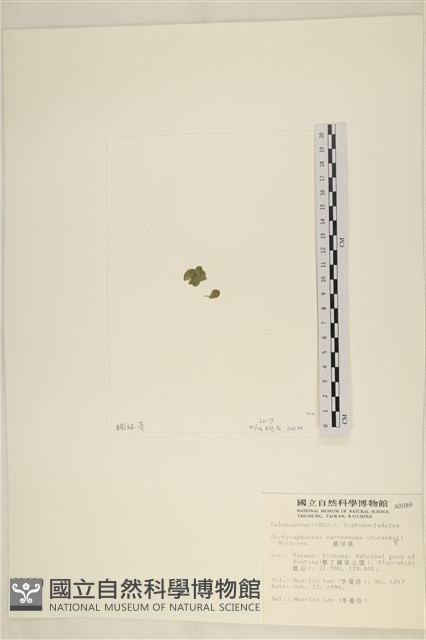 網球藻藏品圖，第3張