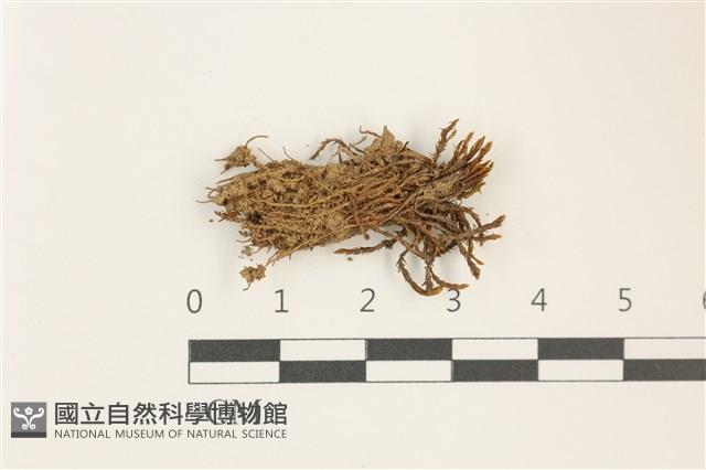 登錄號:B00018169藏品圖，第1張