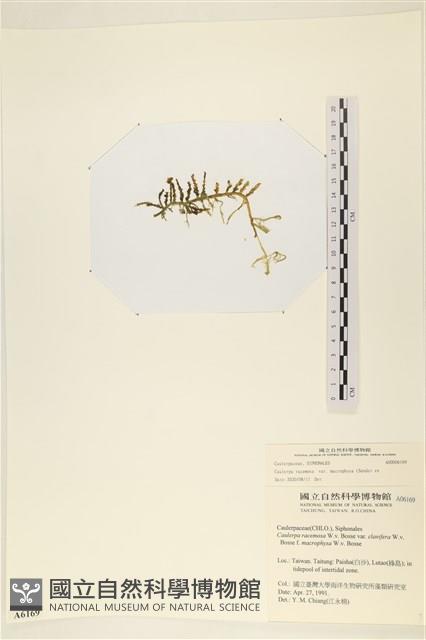 登錄號:A00006169藏品圖，第1張