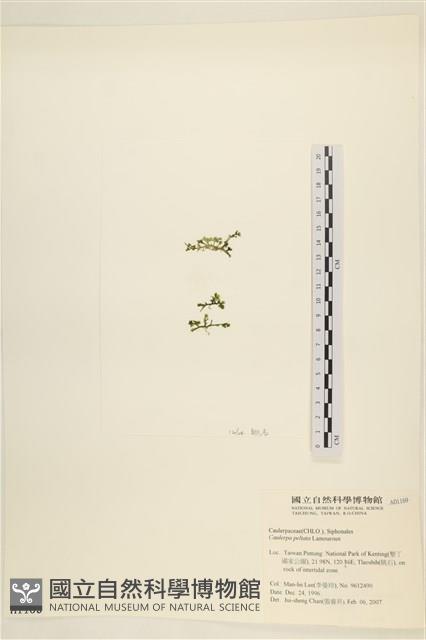 盾葉蕨藻藏品圖，第3張