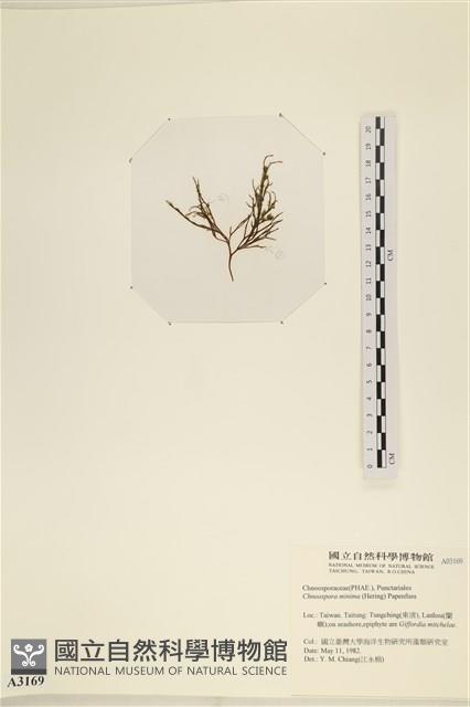 小毛孢藻, 小鹿角苔藏品圖，第3張