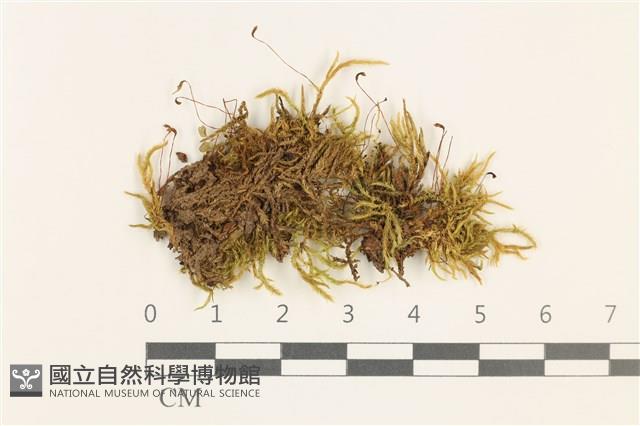 細枝青蘚藏品圖，第1張
