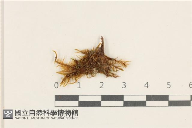 登錄號:B00017569藏品圖，第1張