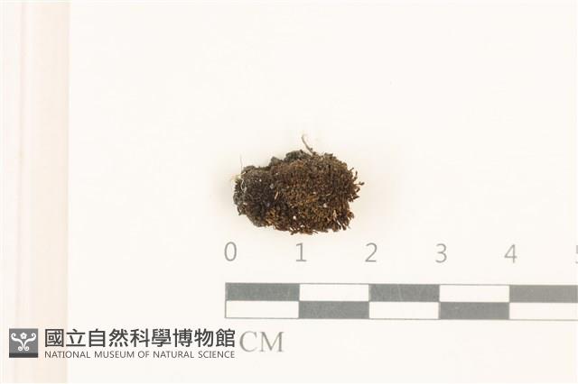 登錄號:B00015569藏品圖，第1張