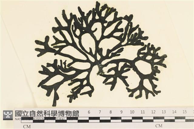登錄號:A00005569藏品圖，第1張