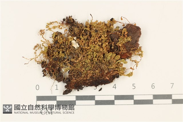 登錄號:B00014469藏品圖，第1張