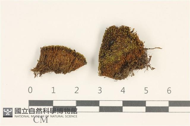 登錄號:B00001469藏品圖，第1張