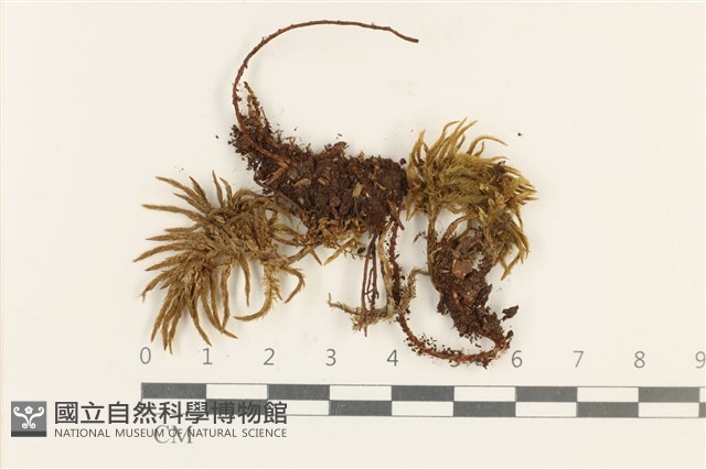 登錄號:B00013469藏品圖，第1張