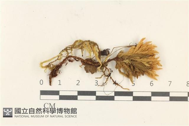 登錄號:B00003469藏品圖，第1張