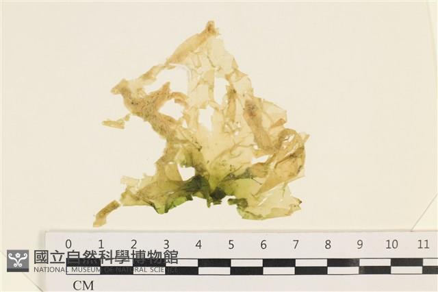 大石蓴, 石蓴藏品圖，第1張