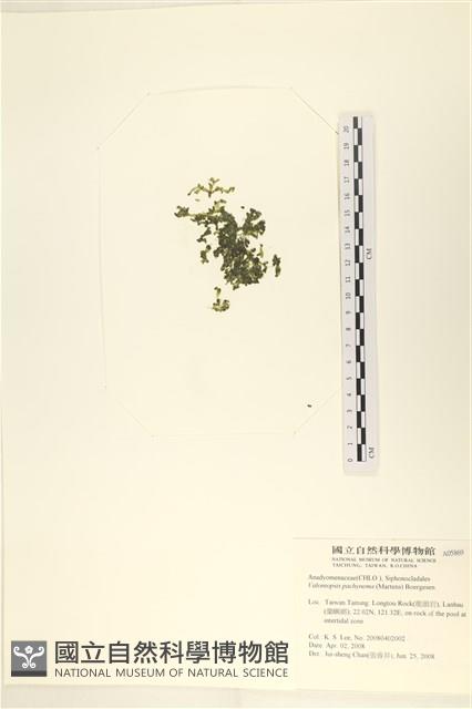 指枝藻藏品圖，第3張