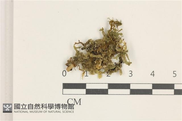 毛擬叉苔藏品圖，第1張