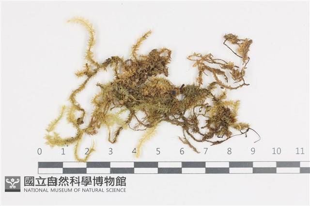 大灰氣蘚藏品圖，第1張